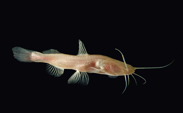 O bagre-cego (Rhamdiopsis krugi) é considerado uma das espécies de peixe troglóbio mais antigas do Brasil. Possui uma estrutura chamada pseudotímpano, que amplia sua percepção sensorial e permite que se oriente na escuridão das cavernas.