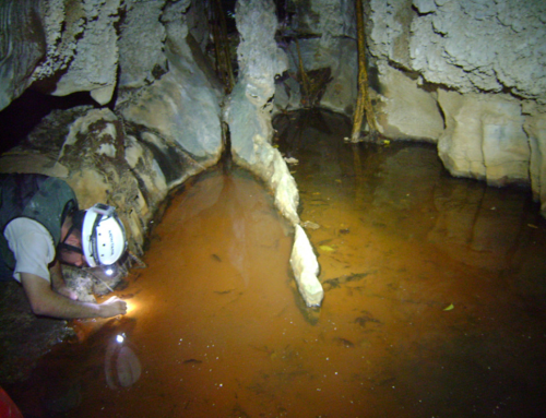Grupo Pierre Martin de Espeleologia é homenageado em nova espécie cavernícola – Girardia pierremartini