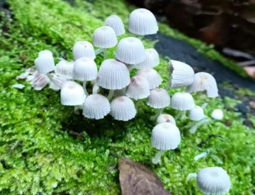 Fungos – Trilha da Casa de Pedra – Iporanga/SP